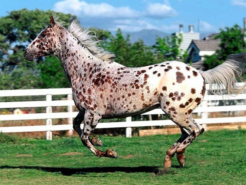 spotted horse running in field