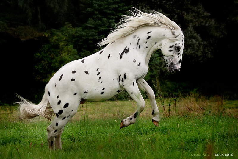 Spotted Horse Running