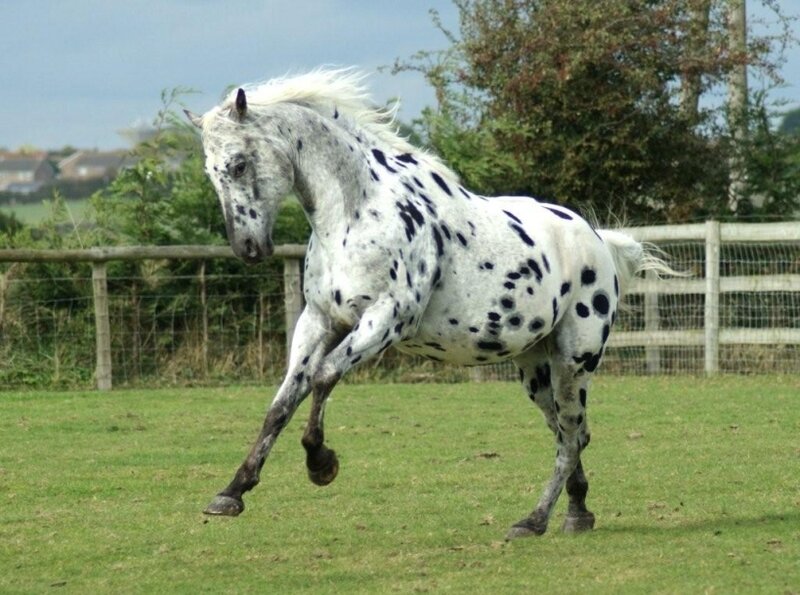 Spotted Horse Running — White, Active, Afternoon, Photograph, Grass Field