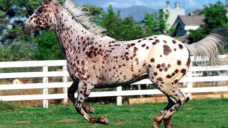 Spotted Horse Running — White, Active, Afternoon, Photograph