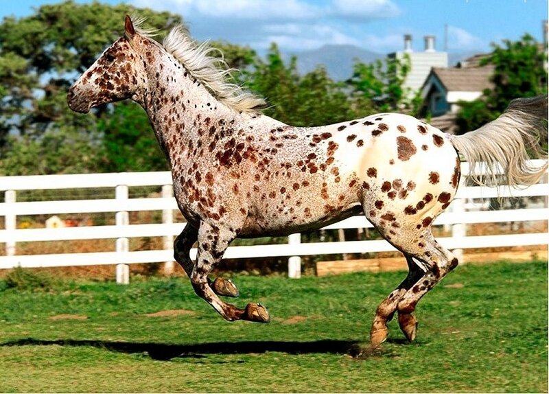 Spotted Horse Running — White, Active, Afternoon