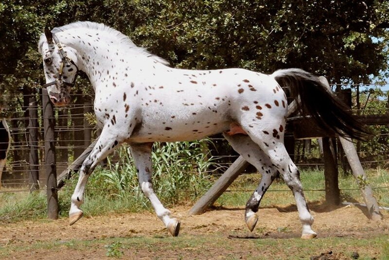 Spotted Horse Running — White, Active