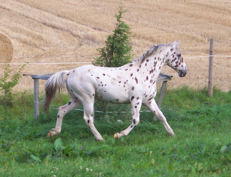 Spotted Horse Running — White, Calm