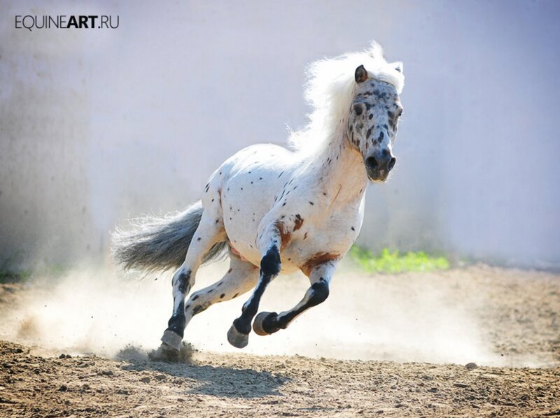 Spotted Horse Running — White, Dynamic, Afternoon