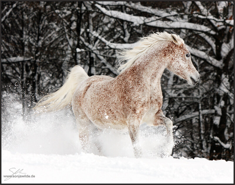 Spotted Horse Running — White, Dynamic