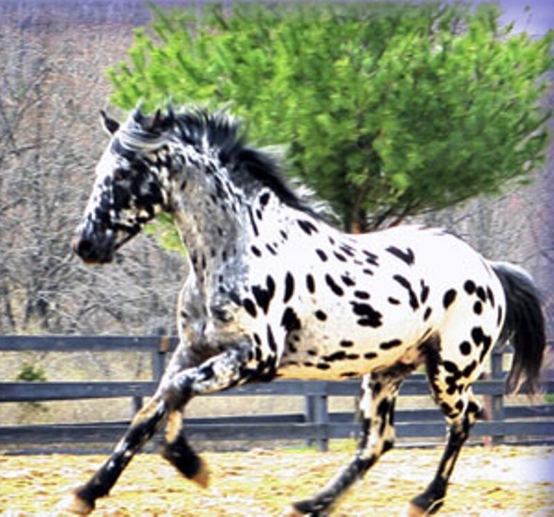 Spotted Horse Running — White