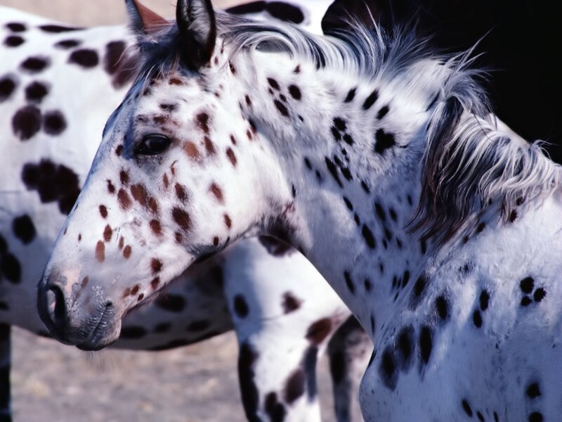 Spotted Horse