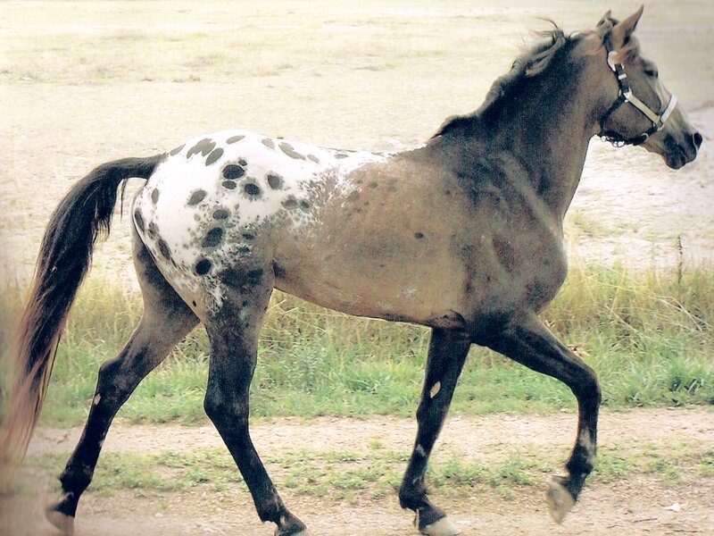 Spotted Horse Walking