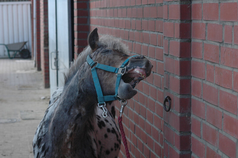 Spotted Horse with Bridle — Red