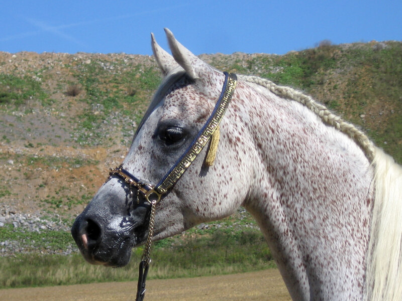 Spotted Horse with Bridle