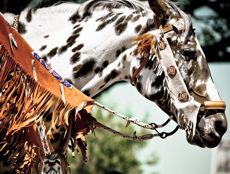 Spotted Horse with Regalia