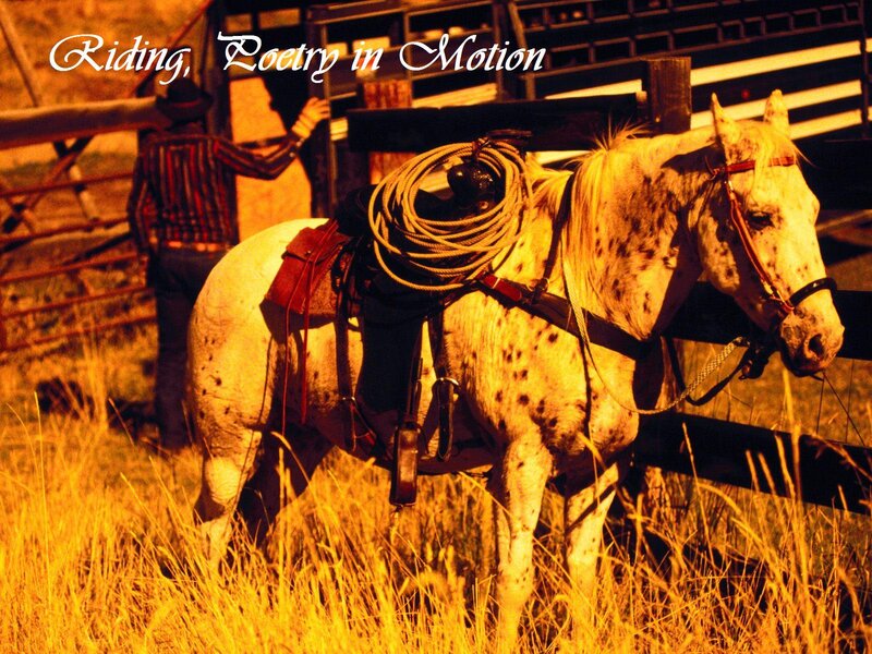 Spotted Horse with Saddle