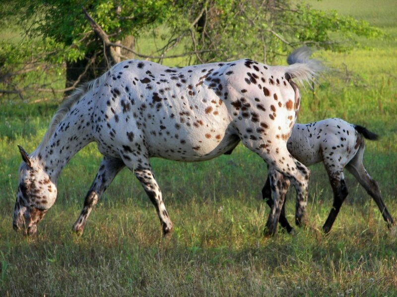 Spotted horses grazing in field