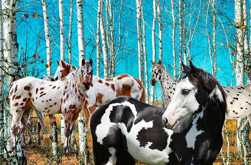 Spotted Horses in Forest