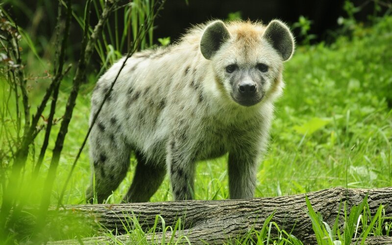 Spotted Hyena Cub