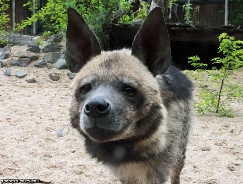 Spotted Hyena in Enclosure