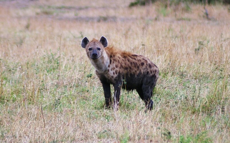 Spotted Hyena in Grass — Brown