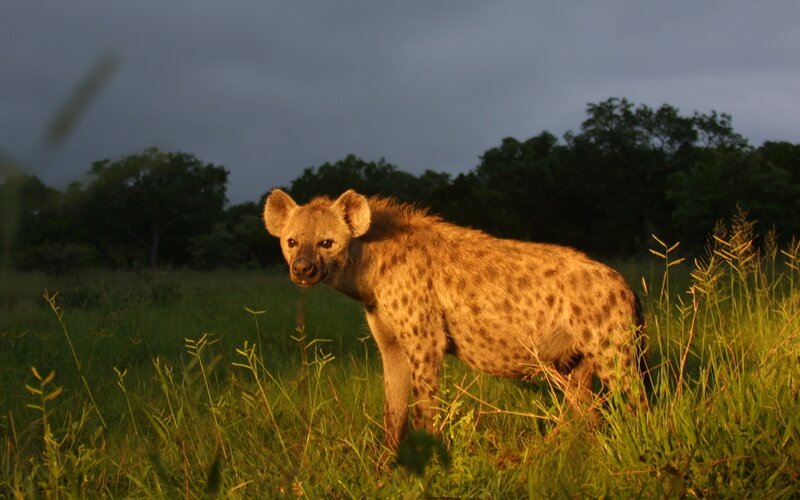 Spotted Hyena in Grass — Green