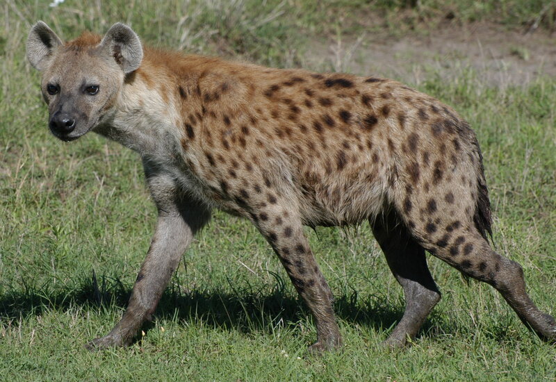 spotted hyena in grass