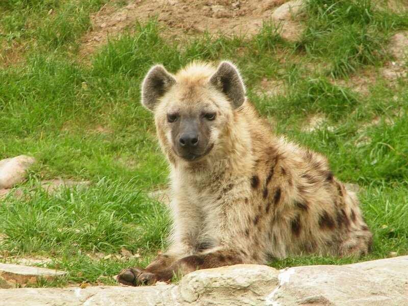 Spotted Hyena Lying Down
