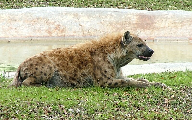 Spotted Hyena Resting