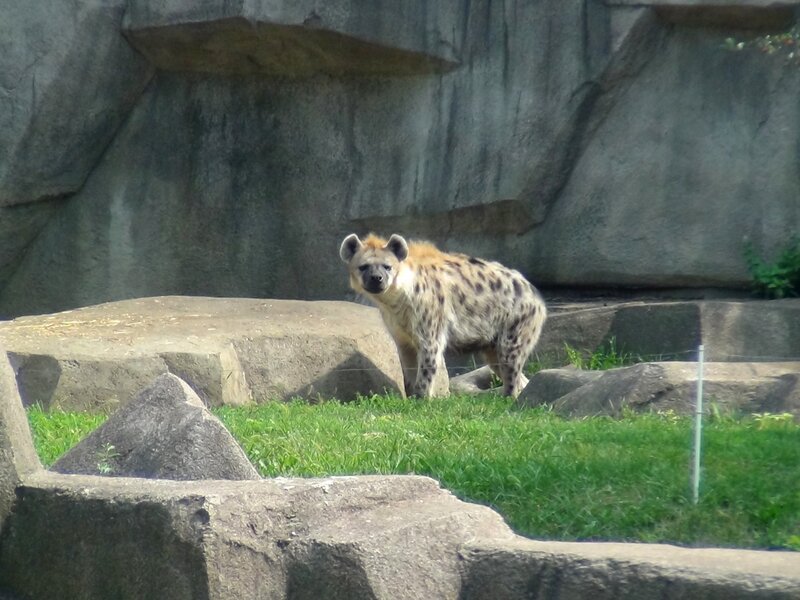 Spotted Hyena Standing