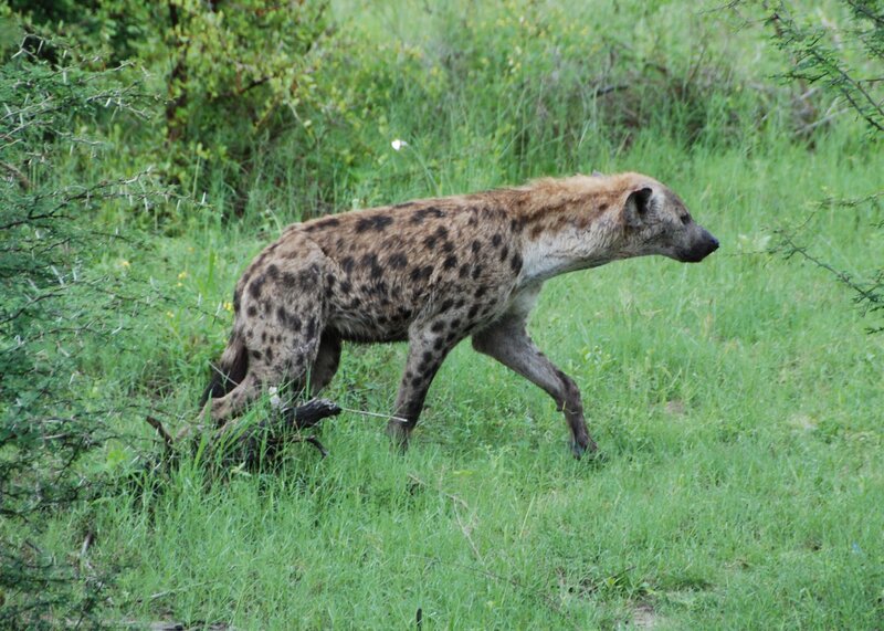 Spotted Hyena Walking
