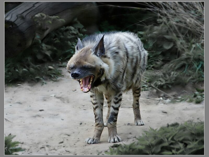 Spotted Hyena Yawning — Brown