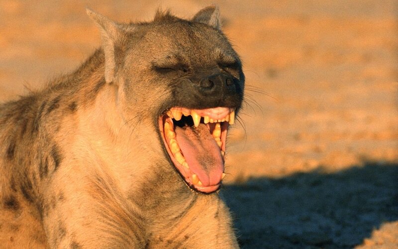 Spotted Hyena Yawning