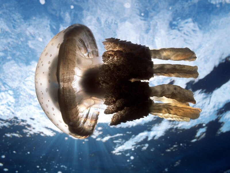 Spotted Jellyfish — Blue, Serene, Afternoon, Photograph, Ocean, Sunlight