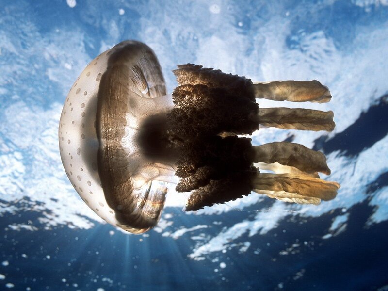 Spotted Jellyfish — Blue, Serene