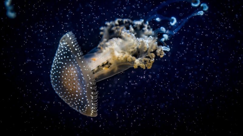 Spotted Jellyfish — Blue