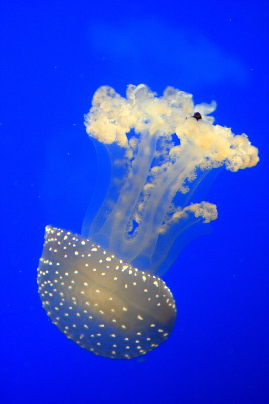 Spotted jellyfish in blue water
