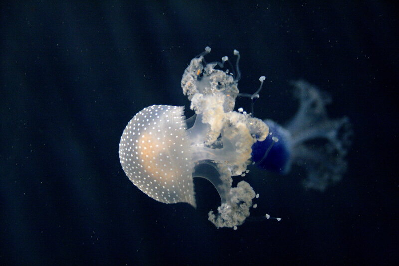 Spotted jellyfish in dark water