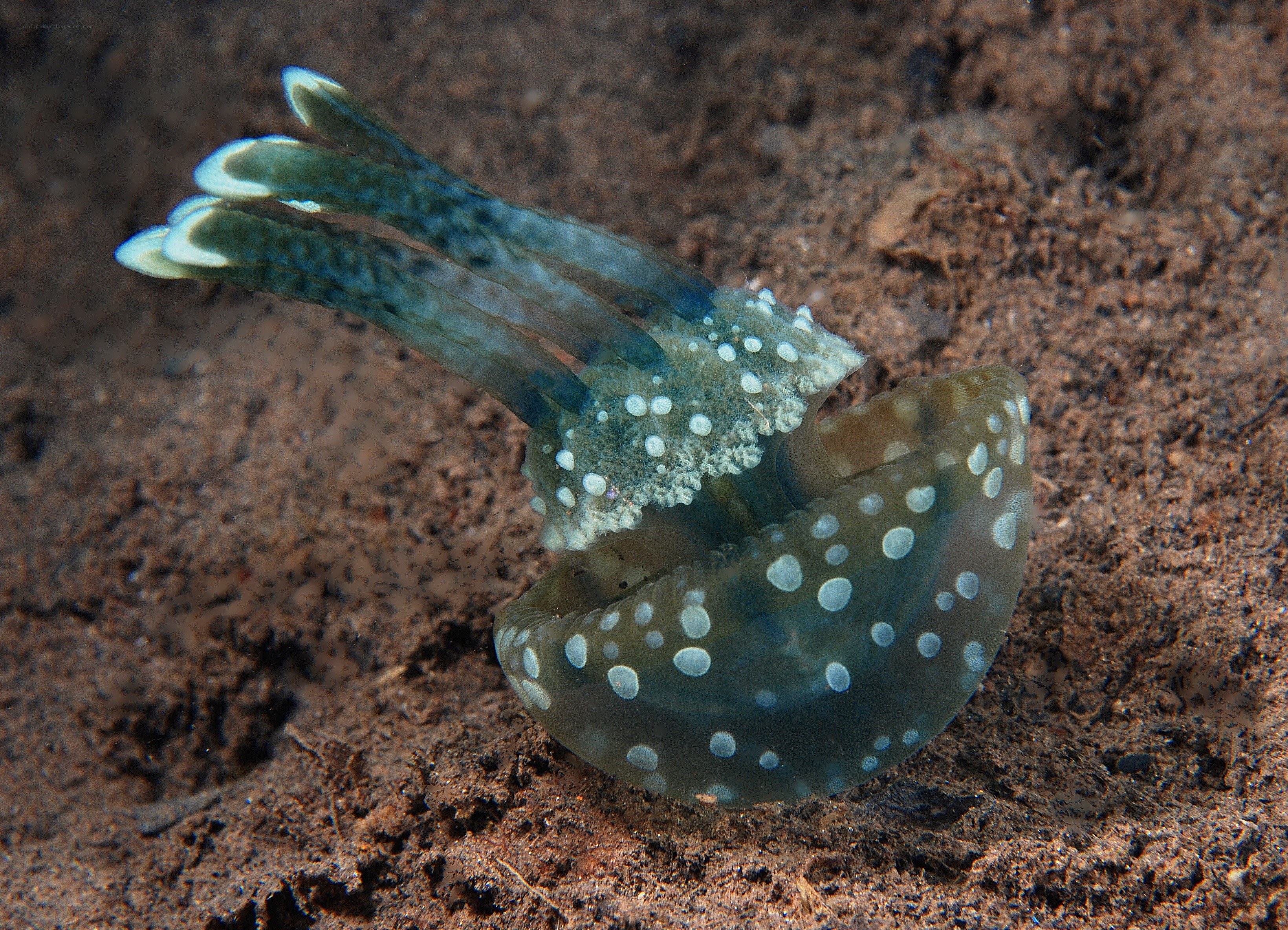Spotted jellyfish on ocean floor