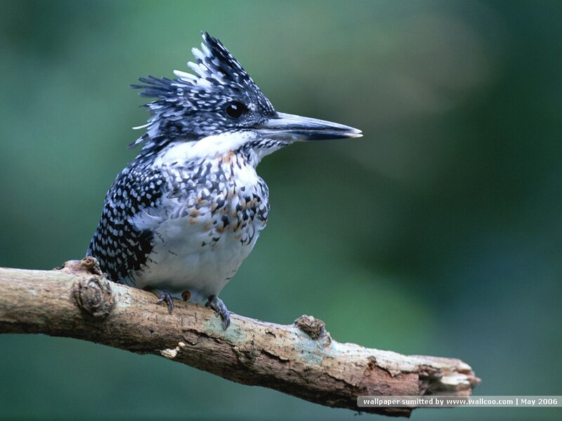 Spotted Kingfisher Bird
