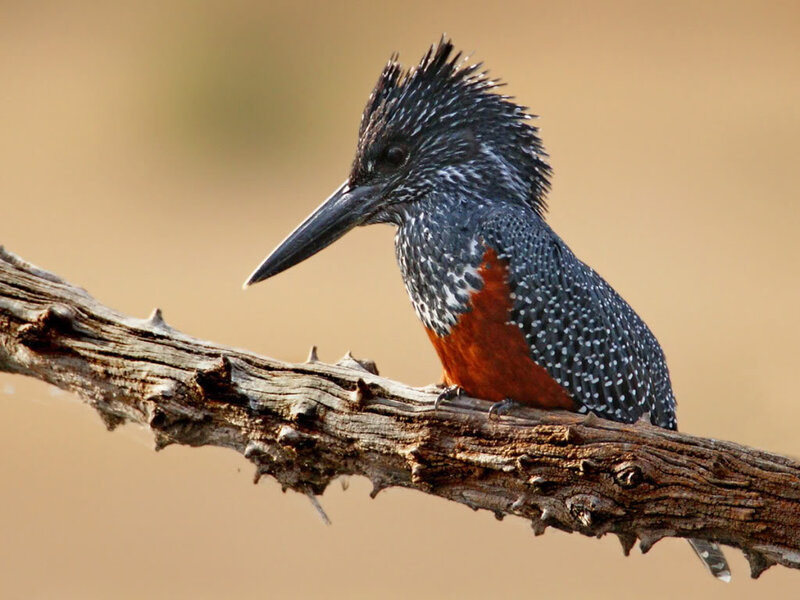 Spotted Kingfisher — Black