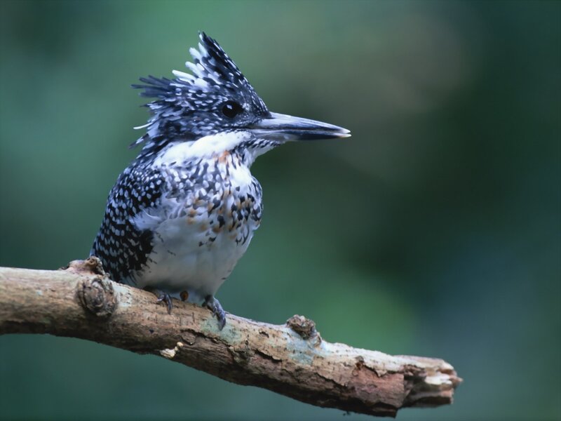 Spotted Kingfisher