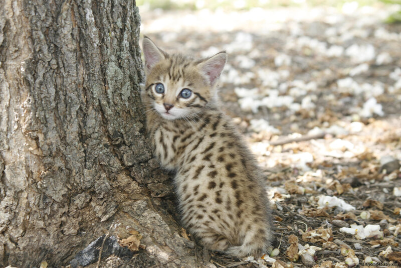 Spotted Kitten by Tree