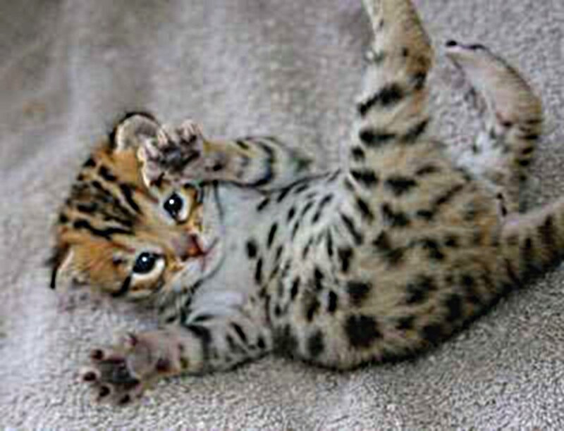 Spotted Kitten Playing