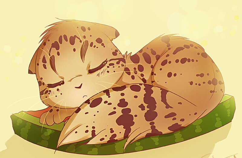 Spotted Kitten Sleeping