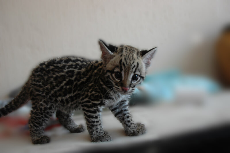 spotted kitten walking