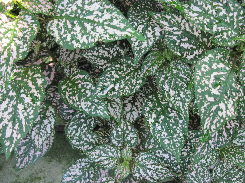 Spotted Leaf Plant — Green, Calm