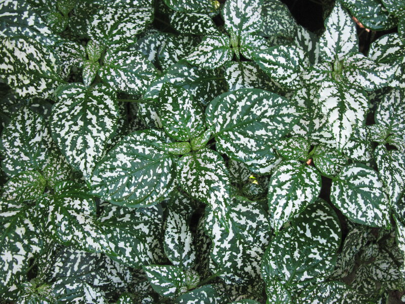 Spotted Leaf Plant — Green, Natural