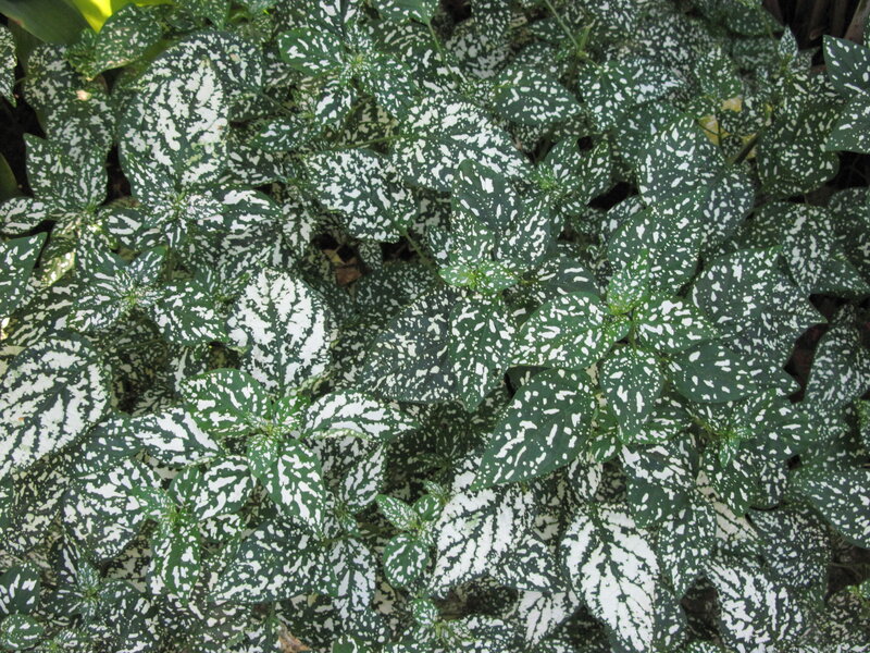 Spotted Leaf Plant — Green