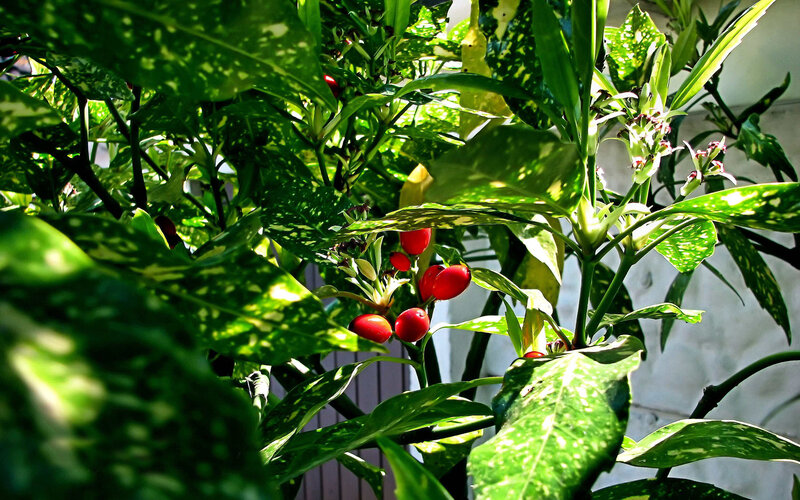 Spotted-leaf Plant with Berries
