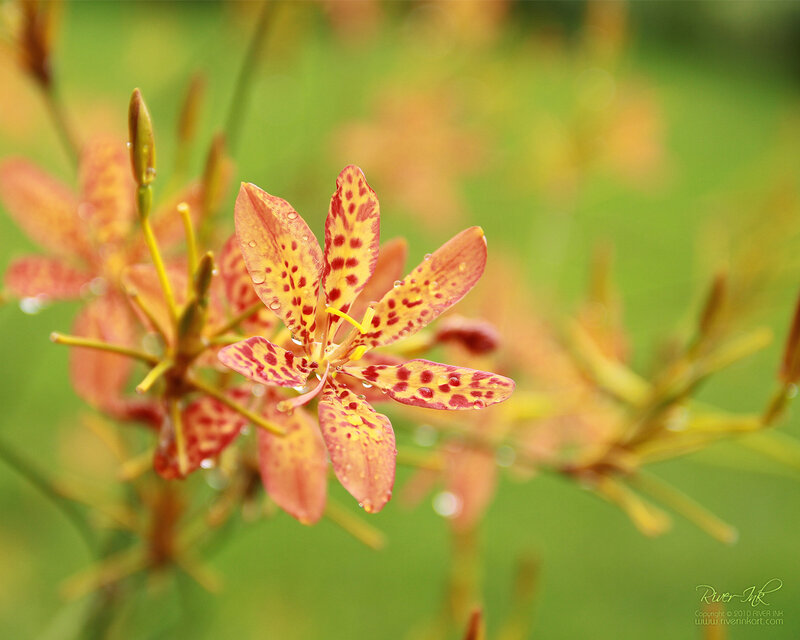 spotted leopard lily flower