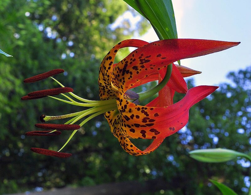 Spotted Leopard Lily — Red