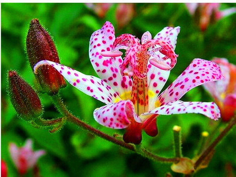 Spotted Leopard Lily