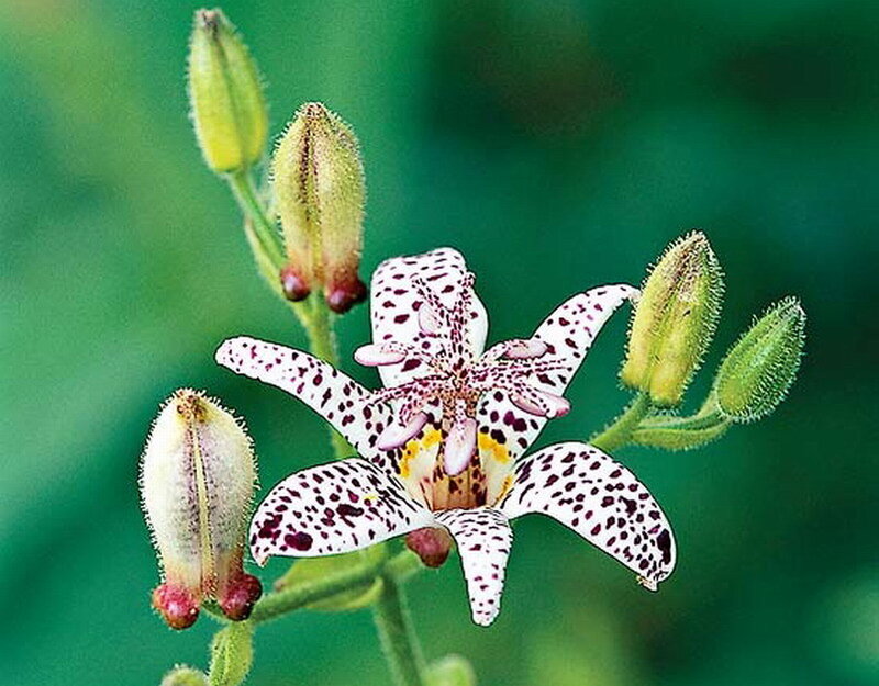 Spotted Leopard Lily — White